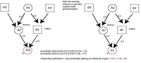 全同胞、半同胞關系認定